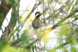 Green-barred Woodpecker - Costanera Sur_9470.jpg