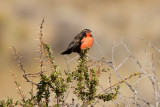 Long-tailed Meadowlark - Near Las Grutas 3038.jpg