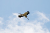 Maguari Stork - Otemendi _0960.jpg