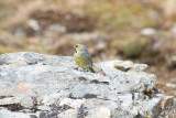 Yellow-bridled Finch - Garibaldi_0473.jpg