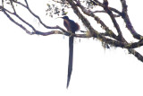 Brown Sicklebill 2500 - 8722.jpg