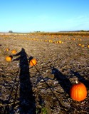 Pumpkin Patch