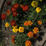 Marigolds