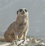 Meerkat