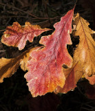 Oak Leaves