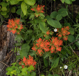 Indian Paintbrush