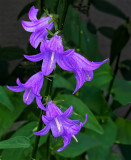 Harebells (Campanula rotundifolia)