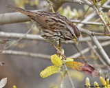 Song Sparrow eat willow flowers
