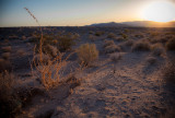 IMG_9462-1.jpg