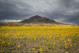 Wildflowers of the Mojave Desert