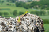 Lizard view from Monteriggioni  14_d800_1983 
