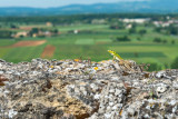 Lizard view from Monteriggioni 14_d800_1992