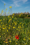 Monteriggioni 14_d800_2028