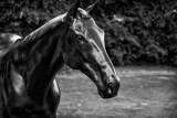 Chatsworth, Mark Wallinger The Black Horse  15_d800_3963