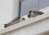Peregrine pair; exchanging a Starling to feed the chicks