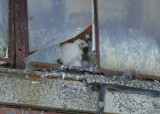 Peregrine chicks: fledgling stage, siblings moving around in tight quarters