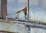 Peregrine chicks: fledgling stage, adult female on right inside window