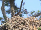 Bald eagle awaiting next feeding!