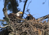 Bald Eagle, adult in nest feeding chick