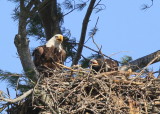 Bald Eagle, adult in nest feeding chick