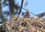 Bald Eaglet after meal