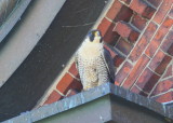 Peregrine adult, female perched on nearby ledge