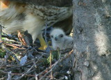 Red-tailed Hawk, female with chick