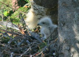 Red-tailed Hawk, female with chick