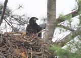 Bald Eagle chick in nest alone