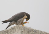 Peregine, adult female under overcast skies; V/5 green left leg band