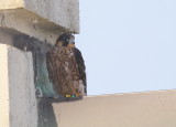 Peregrine chick in the shade; note black/green leg bands