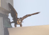 Peregrine chick flapping wings