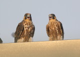 Peregrine chicks on a hot afternoon