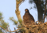 Bald Eagle chick almost fully grown