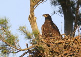Bald Eagle chick almost fully grown