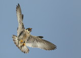 Peregrine Falcon, adult female landing
