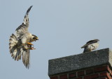 Peregrine Falcon, adult female landing (V/5 left leg bands)