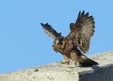 Peregrine chick ready to fledge