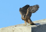 Peregrine chick ready to fledge
