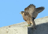 Peregrine chick ready to fledge; 12/BD leg bands