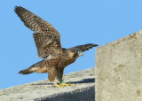 Peregrine chick ready to fledge