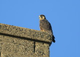 Peregrine chicks: fledgling stage