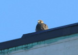 Peregrine chicks: fledgling stage