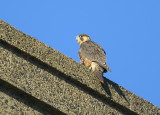 Peregrine chicks: fledgling stage