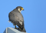 Peregrine adult, female; V5 leg bands