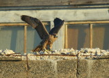 Peregrine fledgling on nearby rooftop; 93/AD legs bands