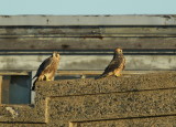 Peregrine fledglings on nearby rooftop