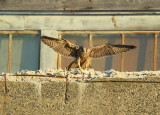 Peregrine fledgling on nearby rooftop;93/AD legs bands