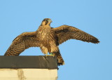 Peregrine fledgling: last to fledge, first flight today!  93/AD leg bands
