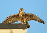 Peregrine fledgling: last to fledge, first flight today! 93/AD leg bands